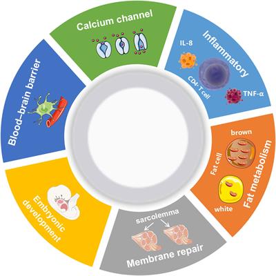 AHNAKs roles in physiology and malignant tumors